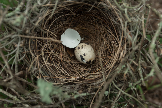 A Nest With A Hatched Egg In It