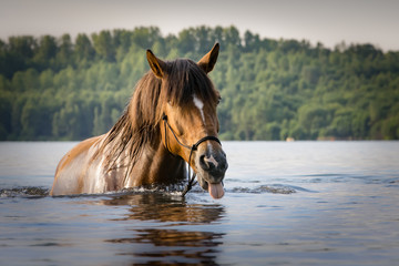 Pferd prustet Wasser aus