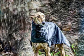 Portrait of a beautiful greyhound in the park