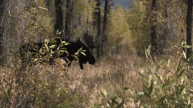 Bull Moose in the Fall Rut in Wyoming