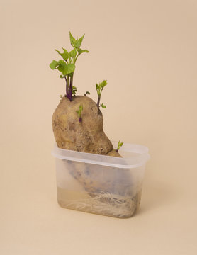 Growing sweet potato