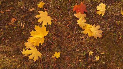 Fallen autumn maple leaves yellow and red lie on the ground with the remnants of green grass. Autumn in the forest or park