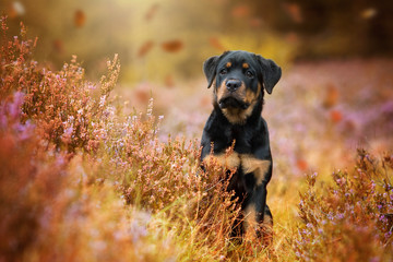 Welpe im Herbst