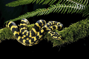 snake python morelia cheynei
