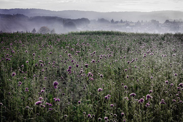 Flower Field in the Mist