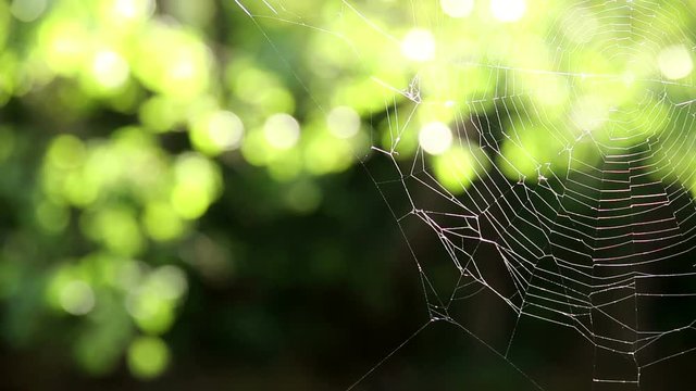 Spider web on a blurred green vegetation background