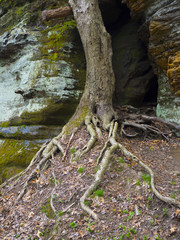 Tree growing against distinctive rock formation