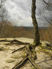 Ledge Overlook with Tree Growing in Rock
