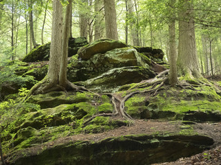 Tree Roots Growing Together