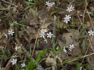 White Spring Flowers