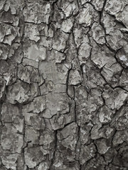 Distinctive Grey Bark