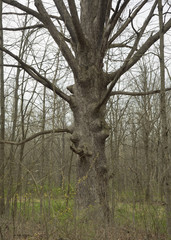 Distinctive Tree With Face
