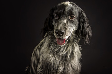 Studio portrait of a beautiful english setter dog