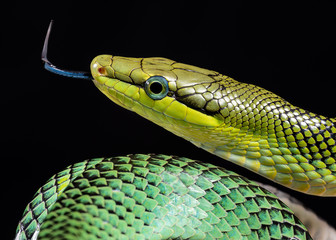 snake gonyosoma oxycephala