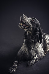 Studio portrait of a beautiful english setter dog