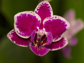 Purple and White Phalaenopsis Orchid