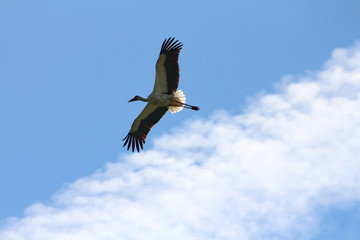 Fototapeta premium flight of a stork