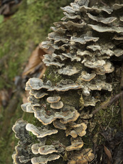 Fungus growing on a tree