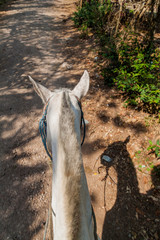Horse's head as viewed from his back