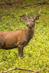 Red deer in its natural habitat