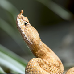 snake vipera ammodytes