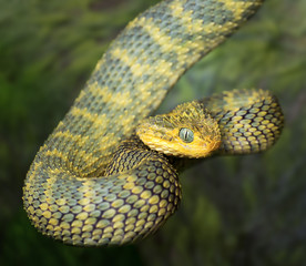 snake atheris squamigera