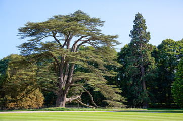 Cedar Tree