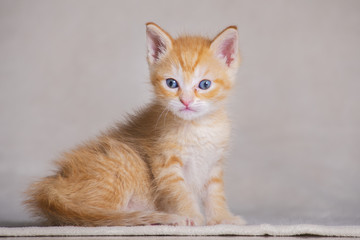 Obraz premium Blond pręgowana kotka na neutralnym tle