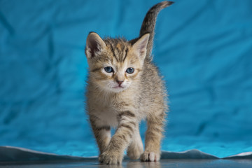 Gatita atigrada sobre fondo azul
