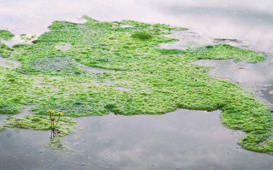 Green algae on the lake