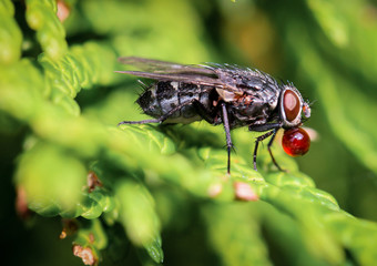 Fliege im grünen 