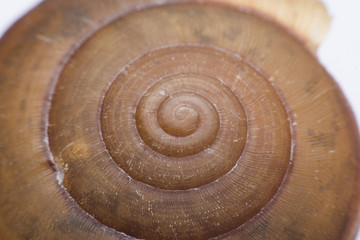 Close up vie of a spiral shell texture background