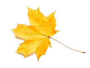 Autumn leaf isolated with clipping path. Maple leaf.