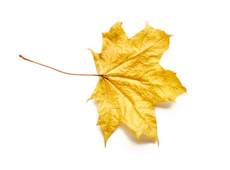 Autumn leaf isolated with clipping path. Maple Leaf