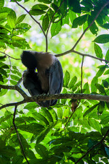 Boat-billed heron (Cochlearius cochlearius) in a forest near La Fortuna, Costa Rica