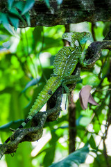 Plumed basilisk (Basiliscus plumifrons), also called a green basilisk in a forest near La Fortuna, Costa Rica