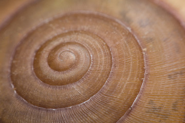 Close up vie of a spiral shell texture background