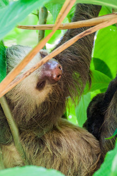 Two-toed sloth in a forest near La Fortuna village, Costa Rica