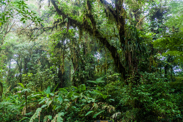 Cloud forest of Reserva Biologica Bosque Nuboso Monteverde, Costa Rica