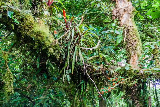 Bromeliad in cloud forest of Reserva Biologica Bosque Nuboso Monteverde, Costa Rica