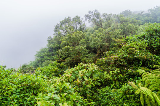 Cloud forest of Reserva Biologica Bosque Nuboso Monteverde, Costa Rica © Matyas Rehak