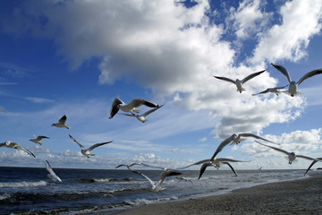 M&ouml;wenschar an der polnischen Ostsee