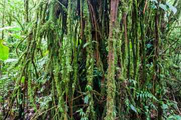 Obraz premium Tree in a cloud forest of Reserva Biologica Bosque Nuboso Monteverde, Costa Rica