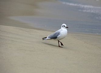 Möwe am Strand an der polnischen Ostsee