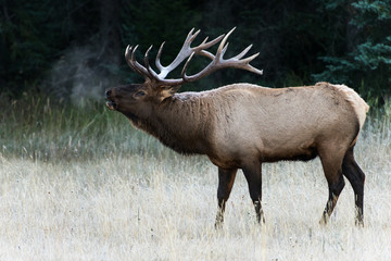 A mbull elk bugling in the cool morning of jasper national park