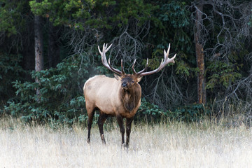 A big male elk in Jasper national park bugling