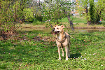 Spazieren mit Hund im Wiener Park
