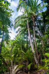 Palm forest in National Park Manuel Antonio, Costa Rica