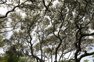 live oak trees on beach