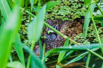 Caiman in Tortuguero National Park, Costa Rica